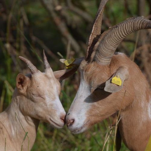 Gasthof Kanzlersgrund